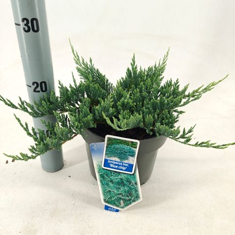 Juniperus horizontalis 'Blue Chip'