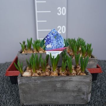 Muscari 'Big Smile'