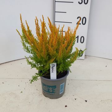 Erica gracilis HEIDI'S PHÖNIX
