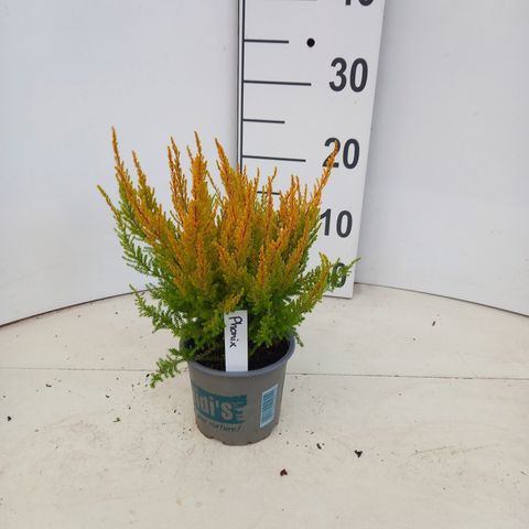 Erica gracilis HEIDI'S PHÖNIX