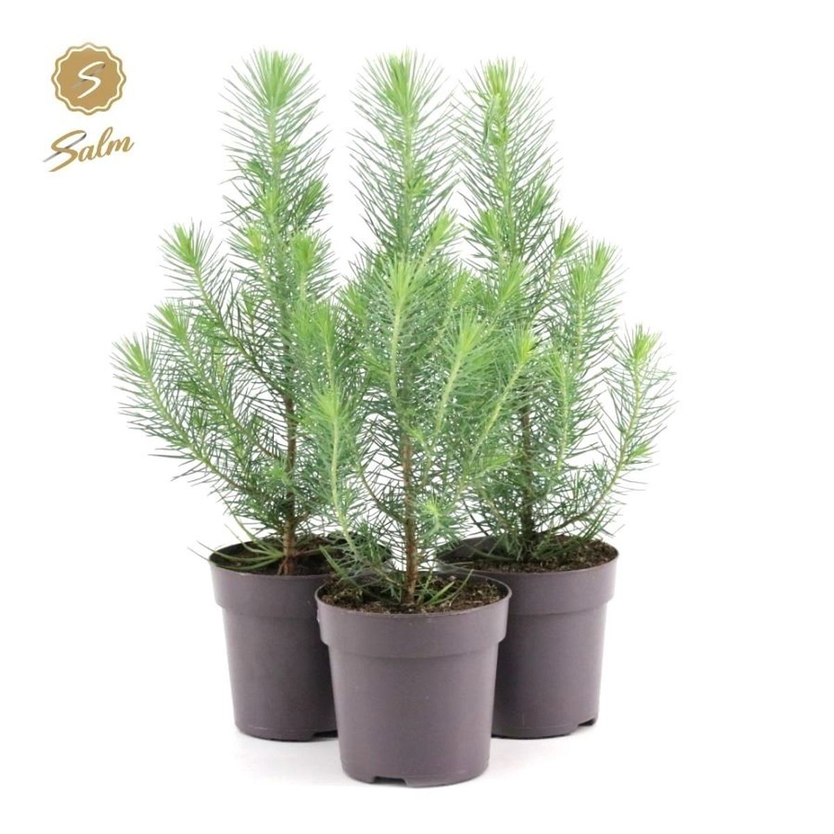 Pinus Pinea Silver Crest Uberwintern