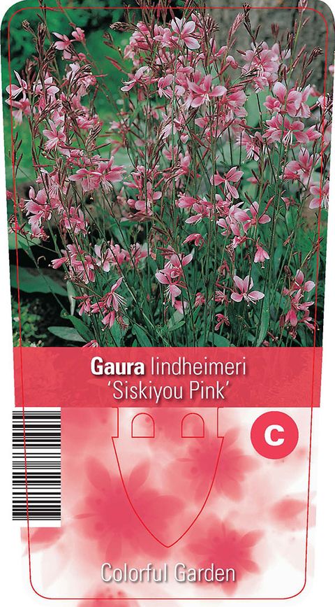 Gaura lindheimeri 'Siskiyou Pink'