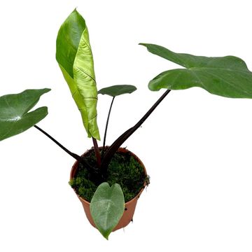 Alocasia macrorrhizos 'Black Stem'