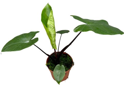 Alocasia macrorrhizos 'Black Stem'