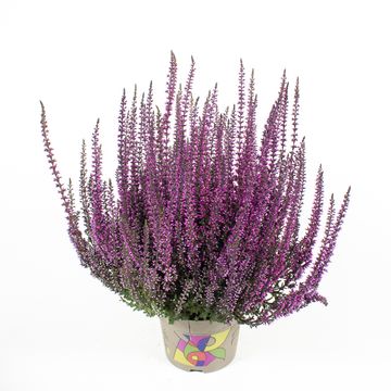 Calluna vulgaris PICASSO
