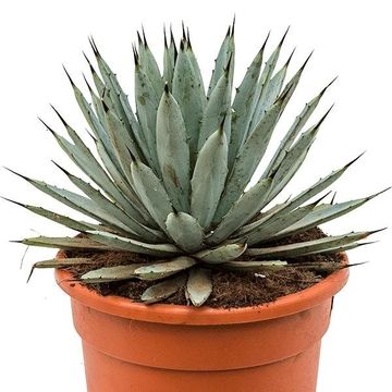 Agave macroacantha