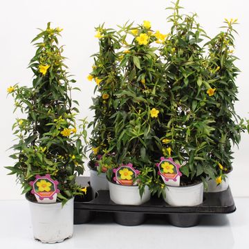 Gelsemium sempervirens