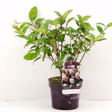 Hydrangea paniculata TICKLED PINK