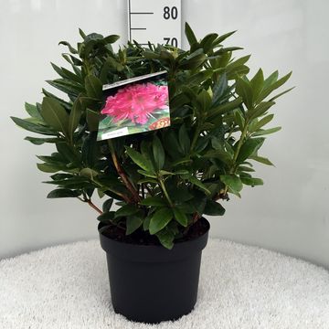 Rhododendron 'Космополитан'