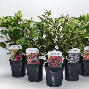 Weigela MIX