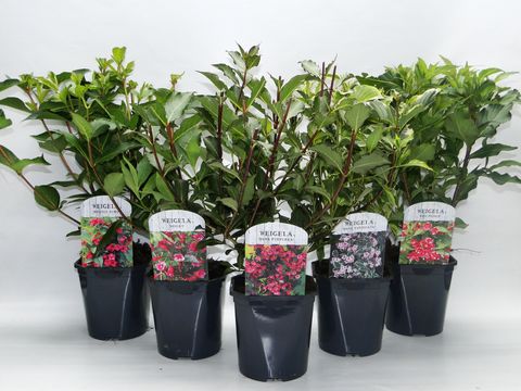 Weigela MIX