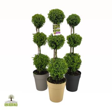 Buxus sempervirens