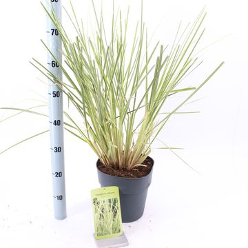 Cortaderia selloana 'Esperanta'