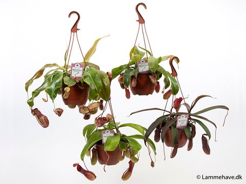 Nepenthes MIX