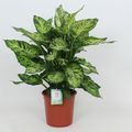 Dieffenbachia 'Sublime'