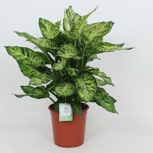 Dieffenbachia 'Sublime'