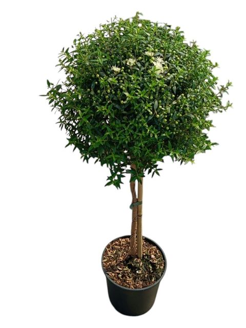 Myrtus communis