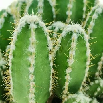 Cereus repandus inermis