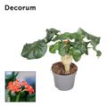Jatropha podagrica