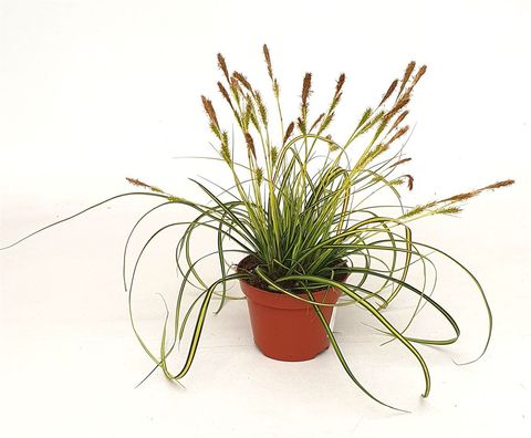Carex oshimensis EVERCOLOR EVERSHEEN