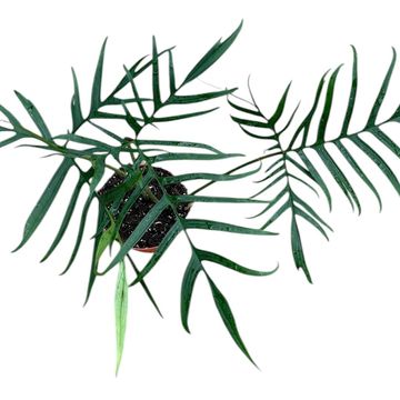 Filodendro polypodioides