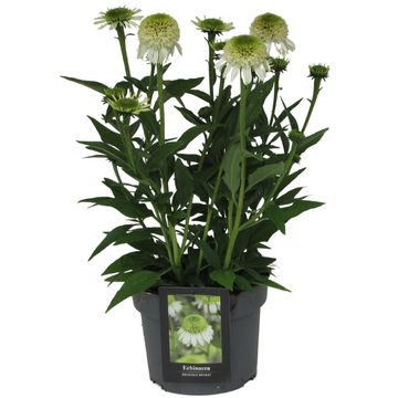 Echinacea DELICIOUS NOUGAT