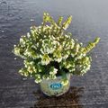 Erica carnea WINTERLADIES WHITE