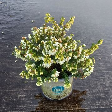Erica carnea WINTERLADIES WHITE