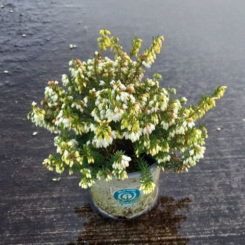 Erica carnea WINTERLADIES WHITE