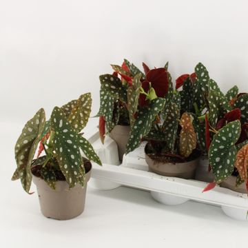 Begonia maculata