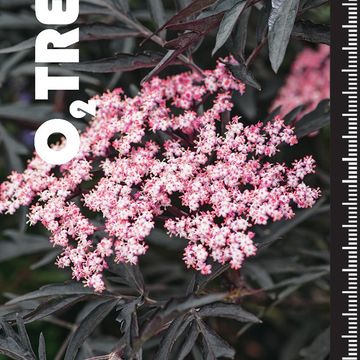 Sambucus nigra BLACK LACE