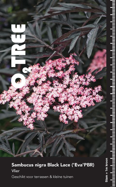 Sambucus nigra BLACK LACE