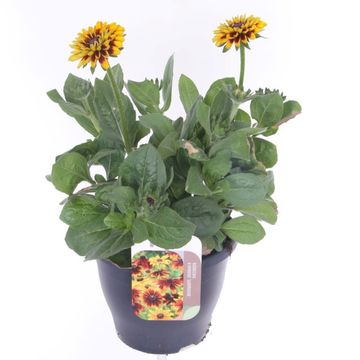 Rudbeckia hirta PAWNEE SPIRIT GOLD BLACK EYE