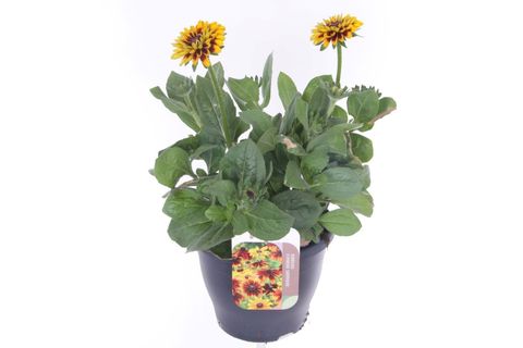 Rudbeckia hirta PAWNEE SPIRIT GOLD BLACK EYE