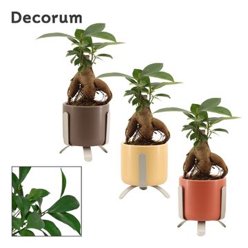 Ficus microcarpa 'Ginseng'