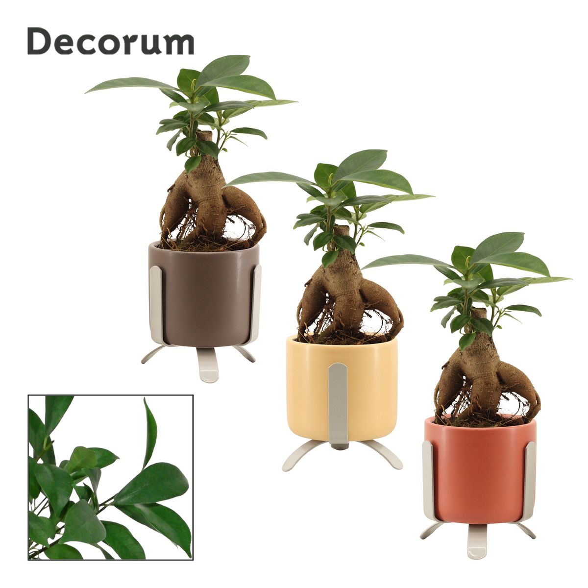 Ficus Microcarpa Ginseng FlorAccess ficus-microcarpa-ginseng-floraccess