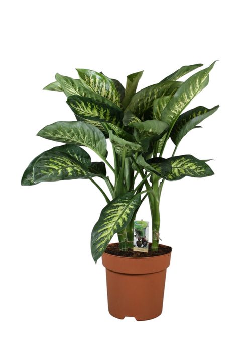 Dieffenbachia seguine 'Tropic Snow'