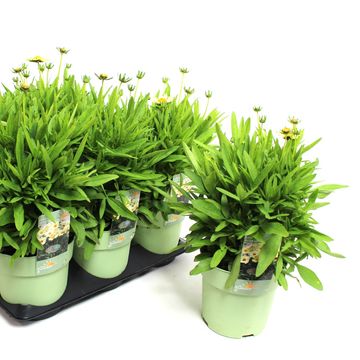 Coreopsis UPTICK CREAM