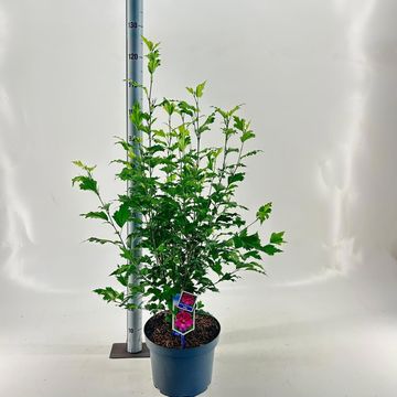 Hibiscus syriacus FLOWER TOWER RUBY