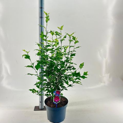 Hibiscus syriacus FLOWER TOWER RUBY