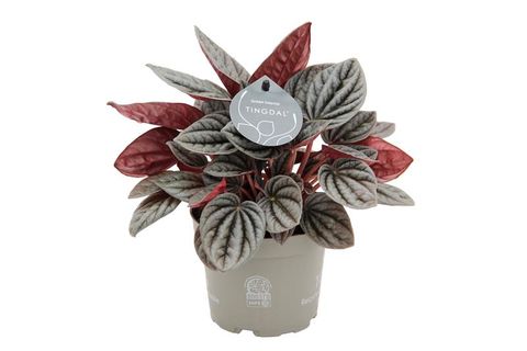Peperomia caperata 'Caracas'