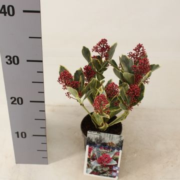 Skimmia japonica 'Perosa'