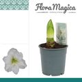 Hippeastrum 'Arctic White'