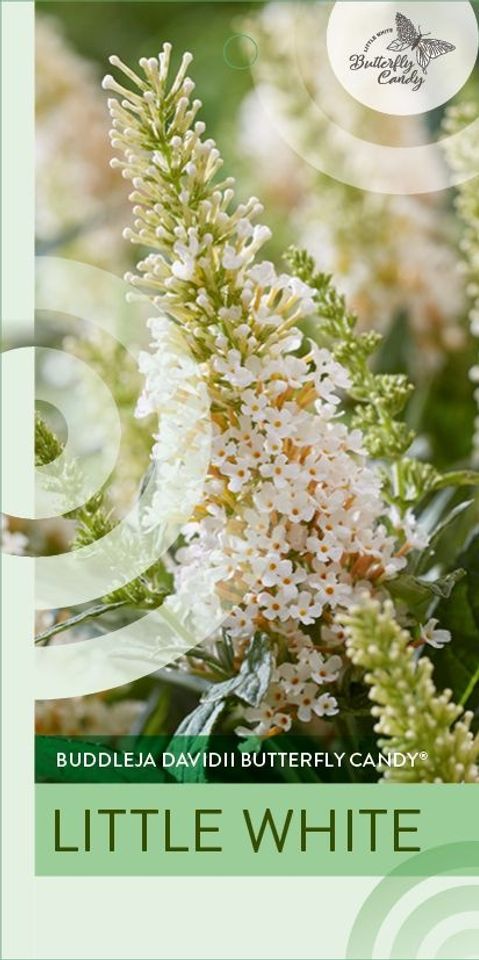 Buddleja davidii BUTTERFLY CANDY LITTLE WHITE