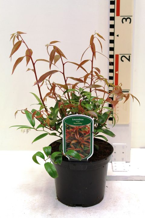 Leucothoe keiskei 'Royal Ruby'