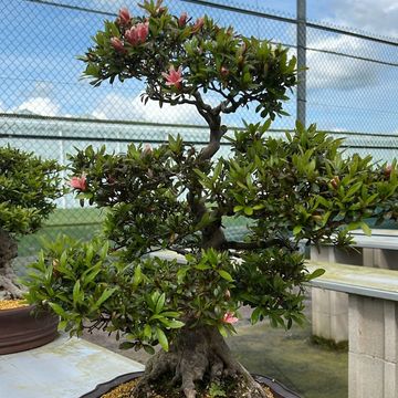 Rhododendron indicum 'Nikko'