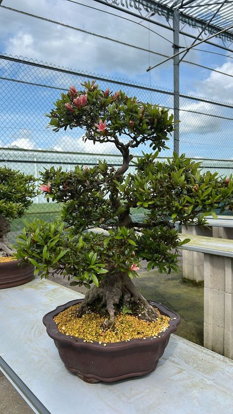 Rhododendron indicum 'Nikko'