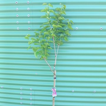 Syringa vulgaris 'Michel Buchner'