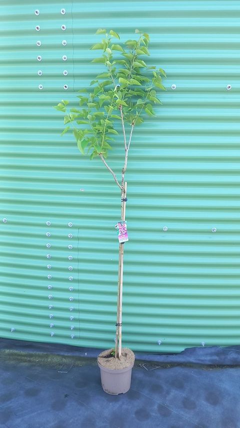 Syringa vulgaris 'Michel Buchner'