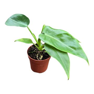Philodendron 'Bob Cee'